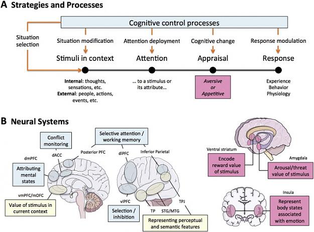 Click to Enlarge

Name: A-model-of-the-cognitive-control-of-emotion-MCCE-A-Diagram-of-the-processing-steps.png.jpg
Size: 103 KB