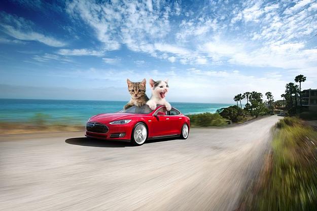Click to Enlarge

Name: cats.jpeg
Size: 72 KB