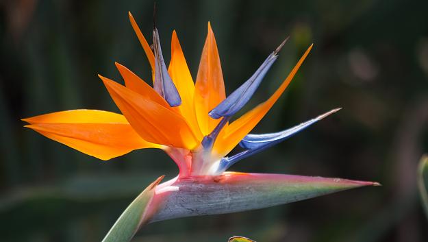 Click to Enlarge

Name: Bird-Of-Paradise-Flower-6.jpg
Size: 1.1 MB
