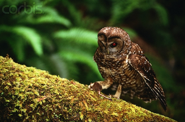 Click to Enlarge

Name: owl-mouse.jpg
Size: 121 KB
