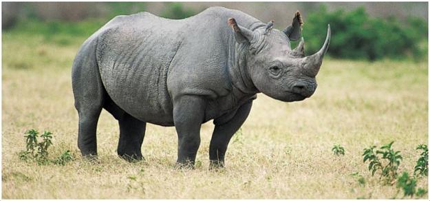 Click to Enlarge

Name: Black-Rhinoceros-6.jpg
Size: 87 KB