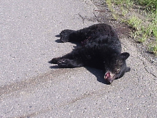 Click to Enlarge

Name: deadbear.jpg
Size: 119 KB