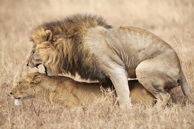 Click to Enlarge

Name: lions mating.jpg
Size: 564 KB