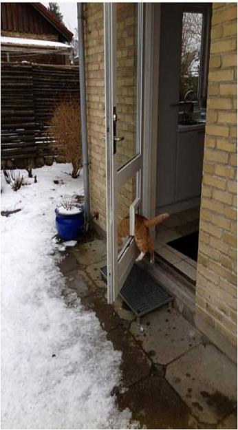 Click to Enlarge

Name: cat-open door.jpg
Size: 48 KB