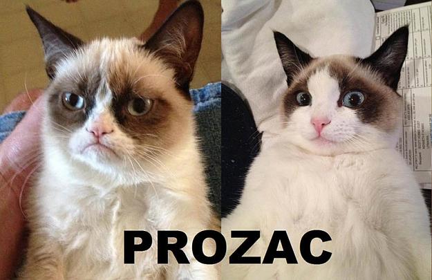 Click to Enlarge

Name: grumpy-cat-meme.jpg
Size: 80 KB
