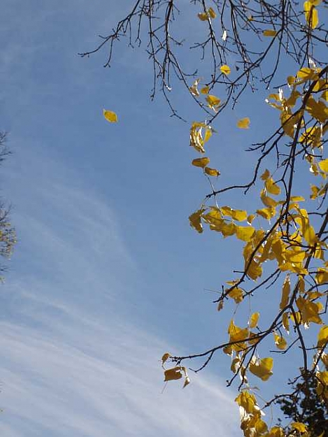 Click to Enlarge

Name: october-leaf-falling.jpg
Size: 47 KB
