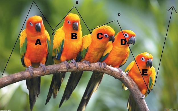 Click to Enlarge

Name: parrotE.jpg
Size: 168 KB