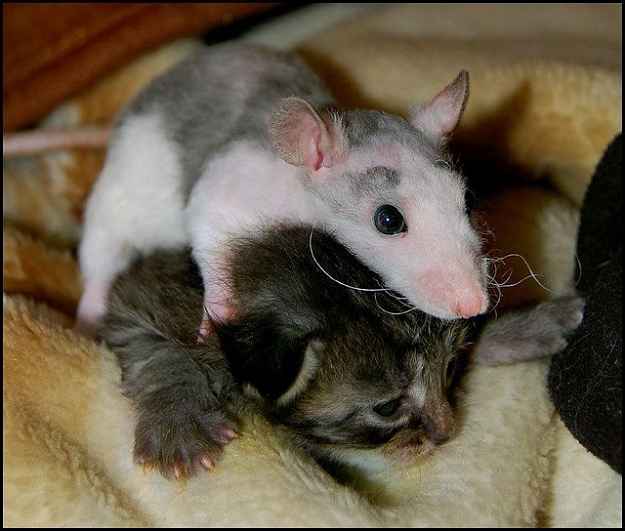 Click to Enlarge

Name: Cat_20and_20Mouse_20.._20Love_small.jpg
Size: 93 KB