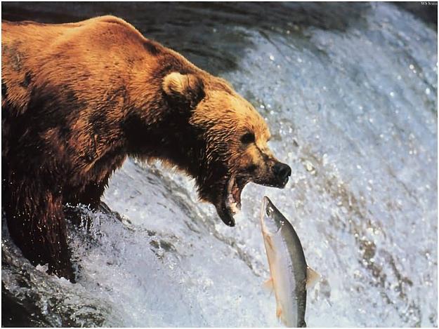 Click to Enlarge

Name: bear-catching-fish-from-waterfall.jpg
Size: 78 KB