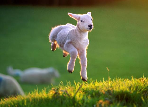 Click to Enlarge

Name: Spring Lamb.jpg
Size: 36 KB