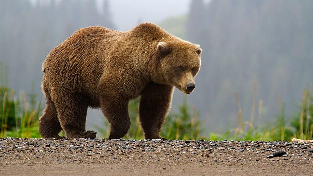 Click to Enlarge

Name: Image-w-cred-cap_-1200w-_-Brown-Bear-page_-brown-bear-in-fog_2.jpg
Size: 879 KB