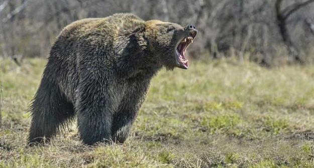 Click to Enlarge

Name: brown-bear--630x339.jpg
Size: 48 KB