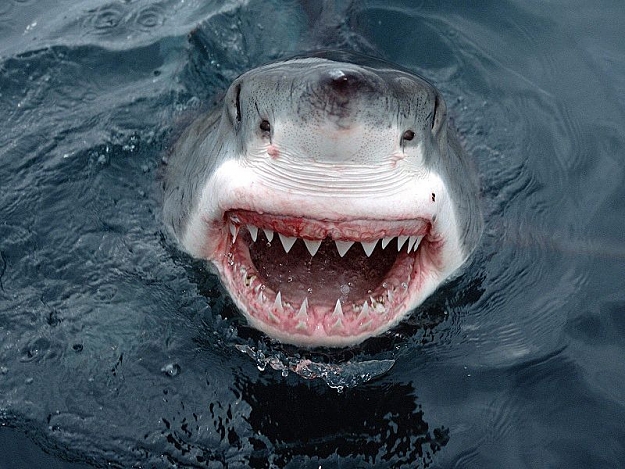 Click to Enlarge

Name: 800px-Jaws_Great_White_Shark_South_.jpg
Size: 101 KB