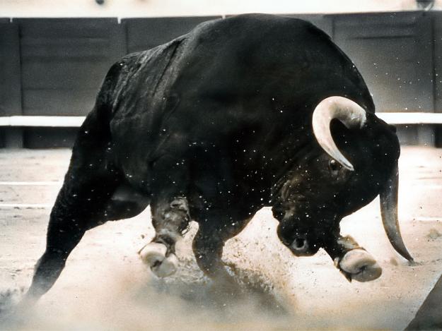 Click to Enlarge

Name: Bull.jpg
Size: 116 KB