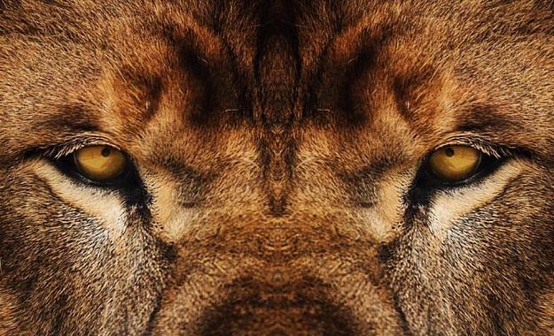 Click to Enlarge

Name: lion.jpg
Size: 122 KB