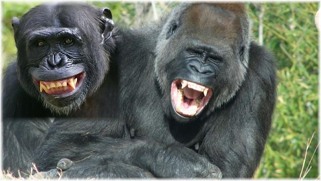 Click to Enlarge

Name: gorilla smiley.jpg
Size: 103 KB