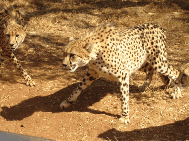 Click to Enlarge

Name: ScreenHunter_04 Jun. 11 11.19.gif
Size: 395 KB