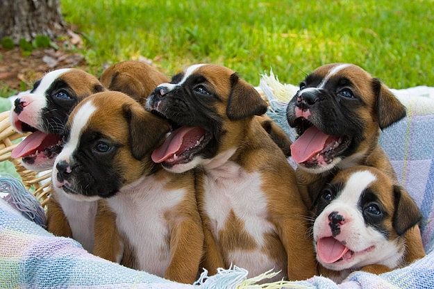 Click to Enlarge

Name: boxer-puppy-dog-tongue-wagging-smile.jpg
Size: 198 KB