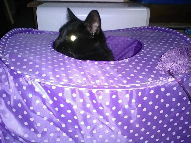 Click to Enlarge

Name: Jet in her Tent.jpg
Size: 218 KB