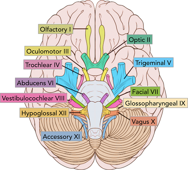 Click to Enlarge

Name: Brain-stem.png
Size: 1.3 MB