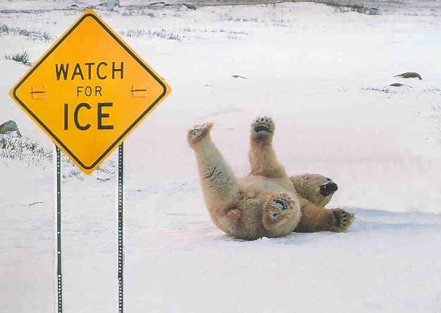 Click to Enlarge

Name: icebear2.jpg
Size: 199 KB