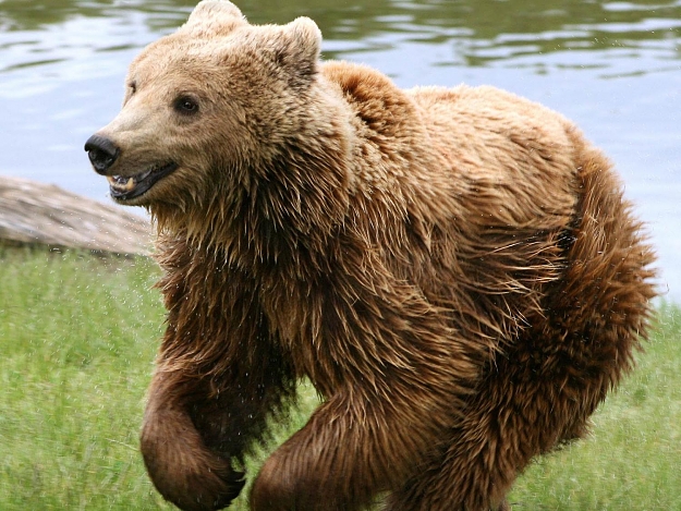 Click to Enlarge

Name: brown-bear-21.jpg
Size: 240 KB