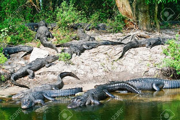 Click to Enlarge

Name: 23050116-large-alligators-in-the-swamp-land-of-florida.jpg
Size: 4 KB