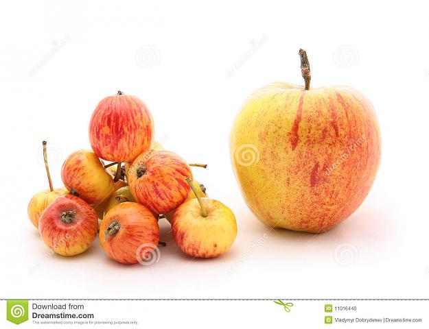 Click to Enlarge

Name: apples.jpg
Size: 120 KB