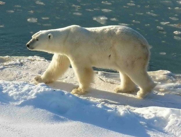 Click to Enlarge

Name: POLAR BEAR.jpg
Size: 102 KB
