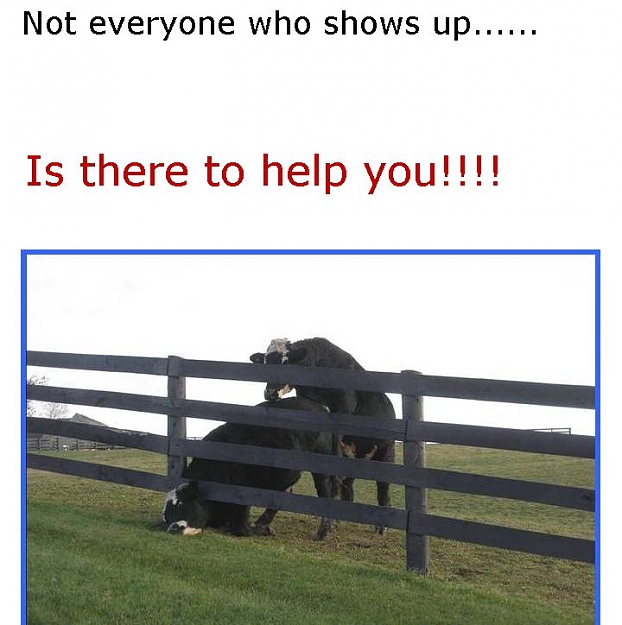Click to Enlarge

Name: Bull2-24-8-09.jpg
Size: 60 KB