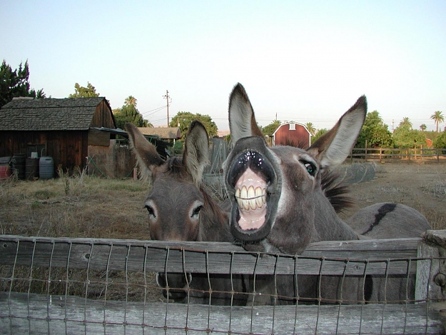 Click to Enlarge

Name: Burro Survey.jpg
Size: 187 KB