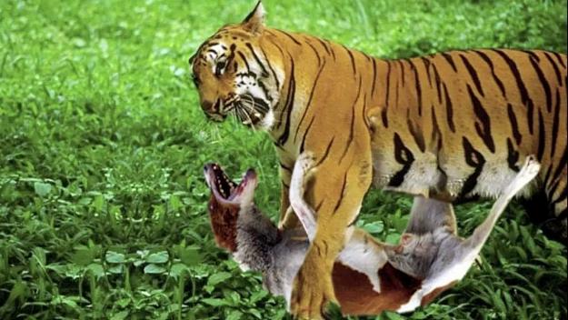 Click to Enlarge

Name: tiger-vs-dog.jpg
Size: 98 KB