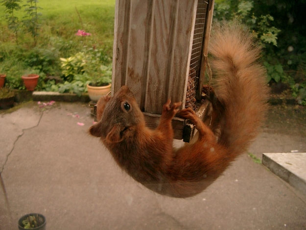 Click to Enlarge

Name: squirrel 014.jpg
Size: 143 KB