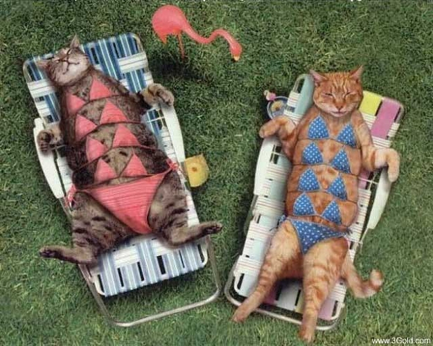 Click to Enlarge

Name: 111catbikini.jpg
Size: 56 KB