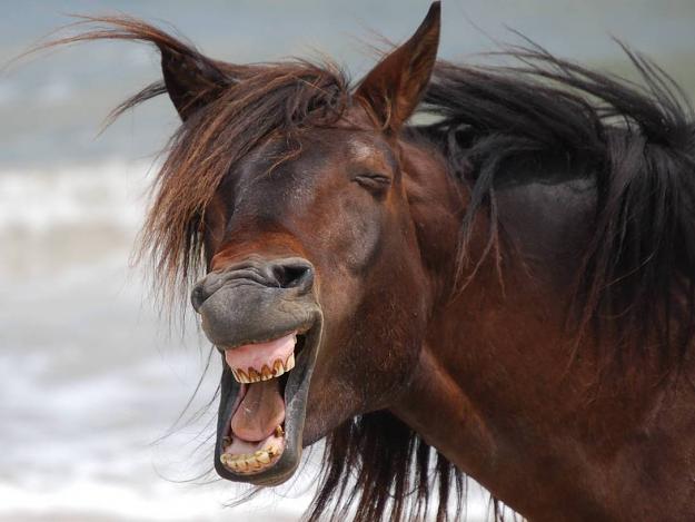 Click to Enlarge

Name: the-world_s-top-10-best-images-of-laughing-horses-7.jpg
Size: 72 KB