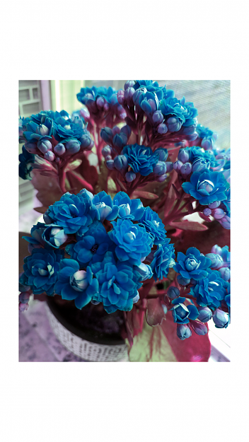 Click to Enlarge

Name: sketch-1541285841021.png
Size: 1.7 MB