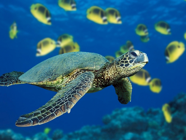 Click to Enlarge

Name: Green Sea Turtle.jpg
Size: 370 KB