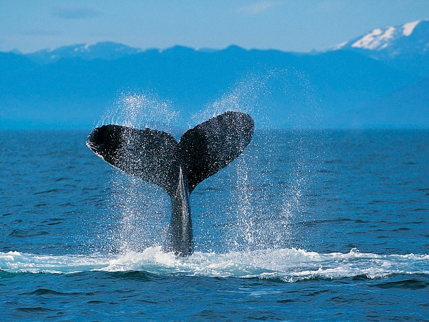 Click to Enlarge

Name: Humpback Whale.jpg
Size: 256 KB