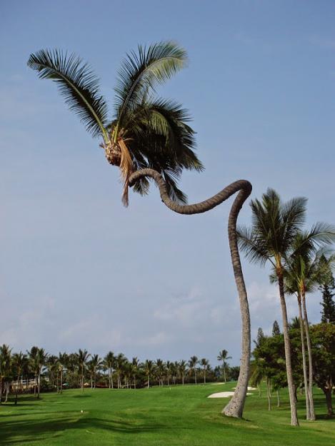 Click to Enlarge

Name: amazing curled coconut tree extremely rare to found such bent.jpg
Size: 85 KB
