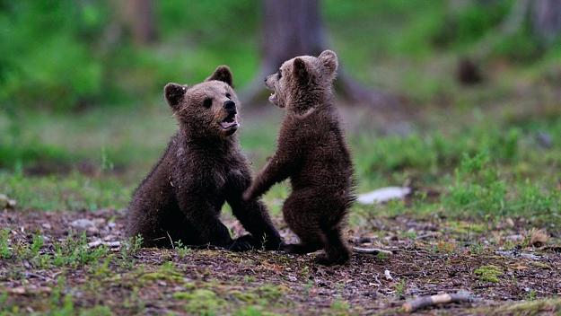 Click to Enlarge

Name: cubs-bears-2-bear-cubs-spark-small-fire-in-banning-after-climbing-up-power-pole-cubs-bulls-bears.jpg
Size: 110 KB