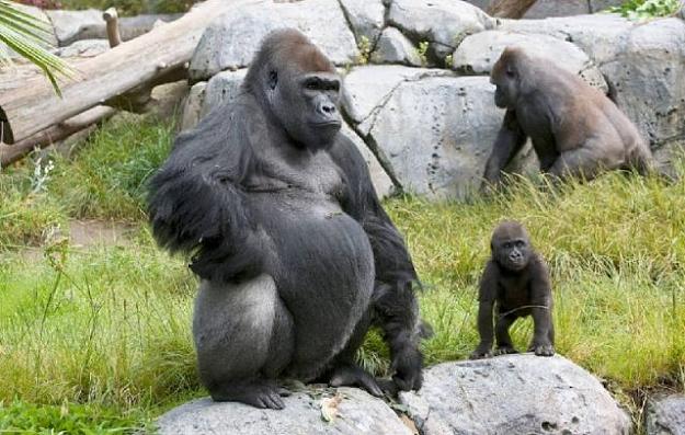 Click to Enlarge

Name: Gorilla-Nama-Hewan-Dari-Huruf-G-640x407.jpg
Size: 70 KB