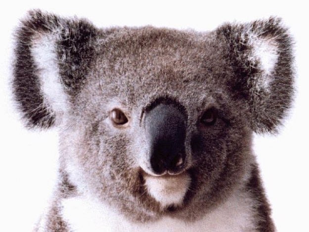 Click to Enlarge

Name: koala-full.jpg
Size: 49 KB
