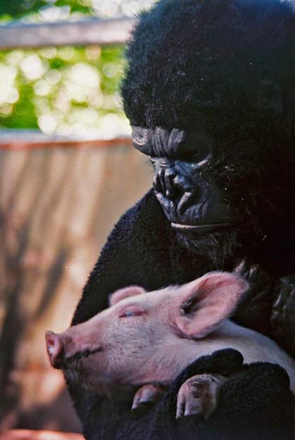 Click to Enlarge

Name: Gorilla-and-pig.jpg
Size: 34 KB