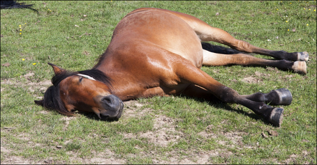 Click to Enlarge

Name: Wildhorse.PNG
Size: 894 KB