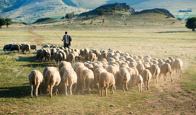 Click to Enlarge

Name: shepherd-and-sheep.png
Size: 2.4 MB