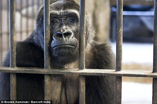 Click to Enlarge

Name: gorilla-cages-forlorn-a-called-king-stares-out-from-concrete-enclosure-at-zoo-cage-bikepacking.jpg
Size: 52 KB