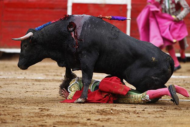 Click to Enlarge

Name: bullfighting.jpg
Size: 216 KB
