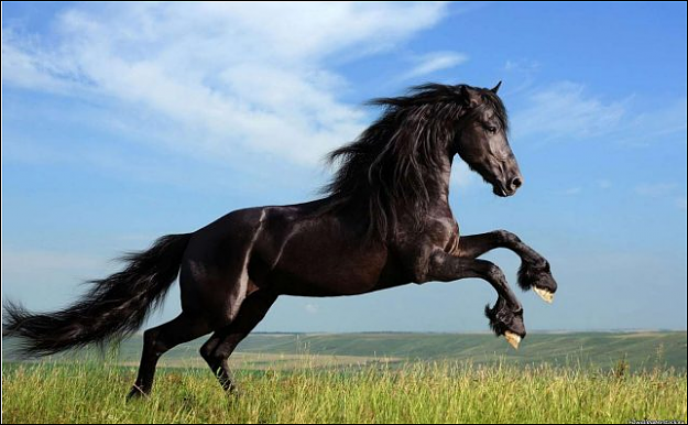 Click to Enlarge

Name: Wildhorse.PNG
Size: 445 KB