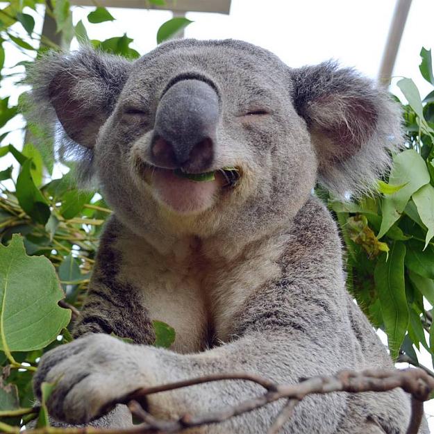Click to Enlarge

Name: Koala - Smile.jpg
Size: 132 KB