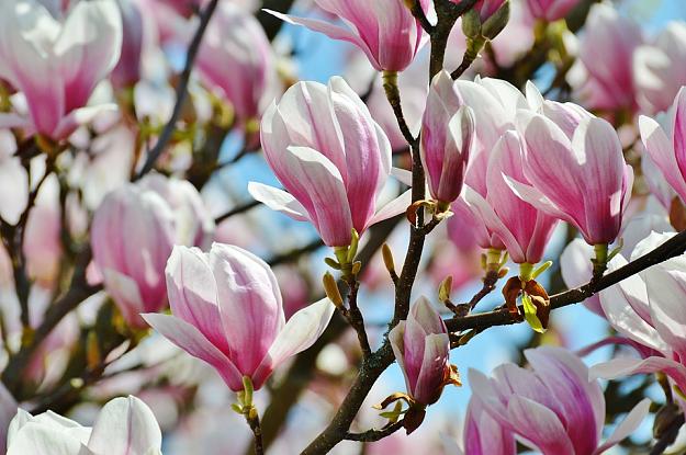 Click to Enlarge

Name: bloom.jpg
Size: 167 KB